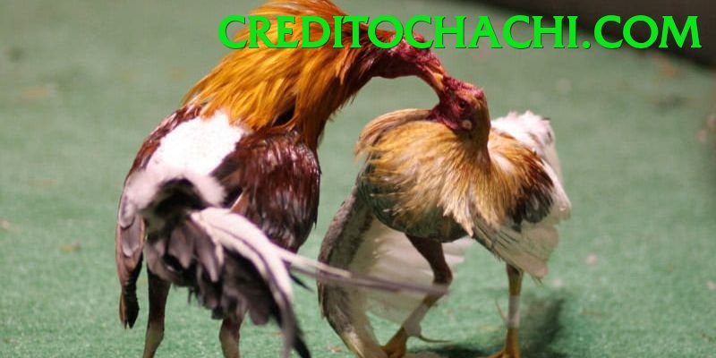 Đá Gà Trực Tiếp - vando88